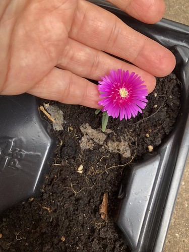 Delosperma cooperi purple - delosperma,