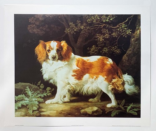 King charles spaniel george - charles,