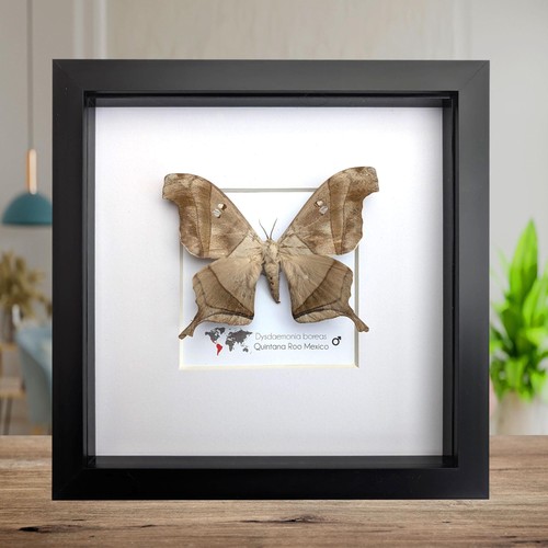 Framed dead leaf moth - leaf,