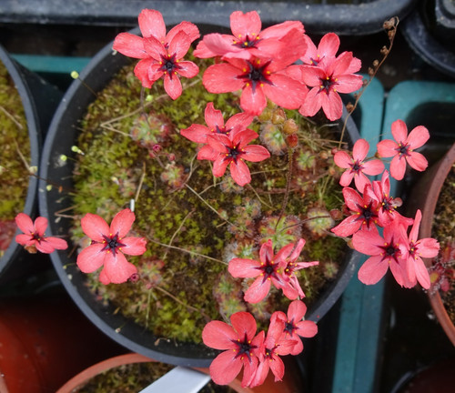 Drosera dorks pink pygmy - x,