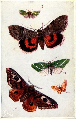 British butterflies and moths - butterflies,