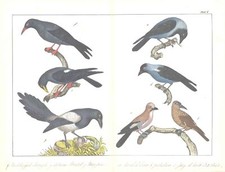 c1840 Antique Print BIRDS CHOUGH CHOCARD MAGPIE CROW JACKDAW JAY (CNH15)