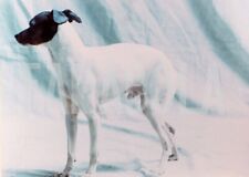 Vintage Press Photo Italy, Dog