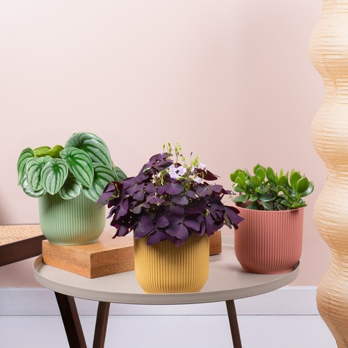 Easy care vibrant house plant - vibrant,