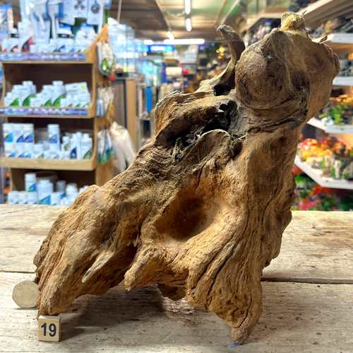 Derwen oak bogwood 44cm - derwen,