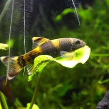 3-Pack Panda Garra 1” –