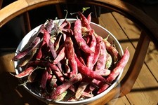 DWARF BORLOTTO BEAN  LINGUA DI FUOCO - 70 GRAMS