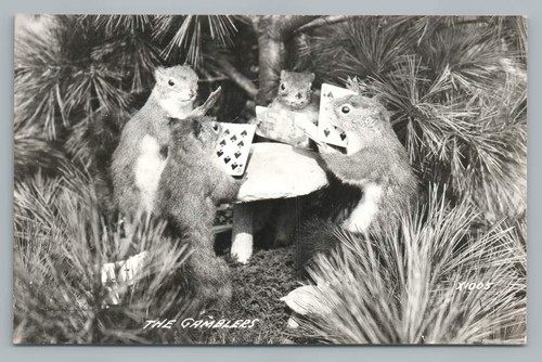 Taxidermy squirrels playing - taxidermy,