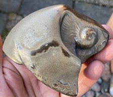 A LOVELY VERY RARE PYRITE GOLDEN POLISHED YORKSHIRE FOSSIL  AMMONITE NODULE