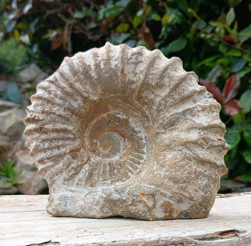 Large fossil ammonite - large,