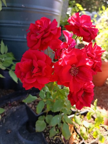 Red cluster flowered - x, cluster-flowered
