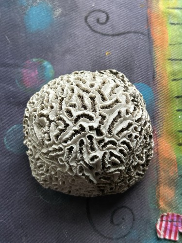 Natural brain coral - natural, specimen