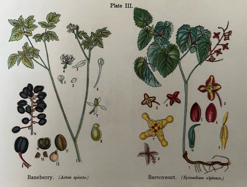 Antique botanical print - antique,