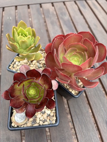 Three aeonium succulent - three,
