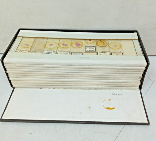 Vintage antique pathology - vintage,