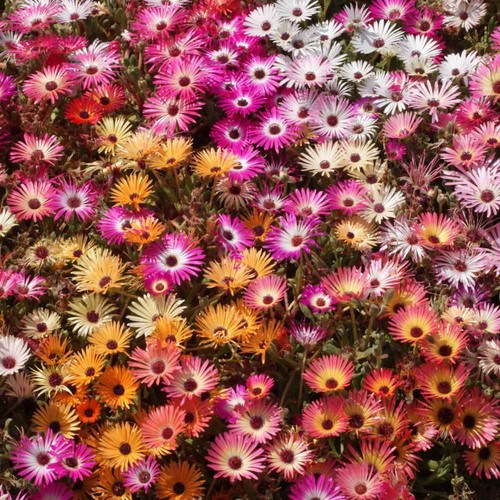 Ice plant mix seeds - ice,