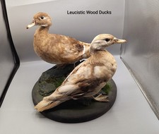 Skulls, Bones, Taxidermy, Gothic, Home Decor, Gift, Animal Skull, Oddities