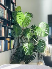 Healthy Mature Giant Large Monstera Deliciosa Swiss Cheese House Plant 120cm+pot
