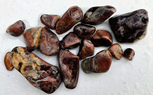 Old stock minnesota binghamite - old,