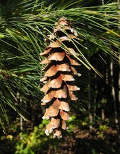 Weymouth / Eastern White Pine
