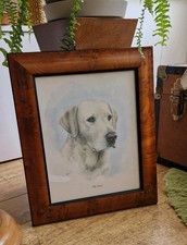 Yellow Labrador Dog Portrait