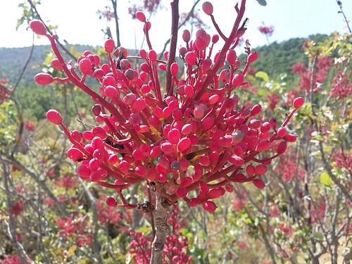 Mastic tree european - mastic,