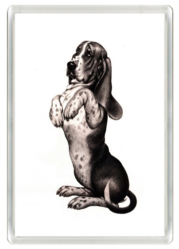 Basset hound dog - basset,