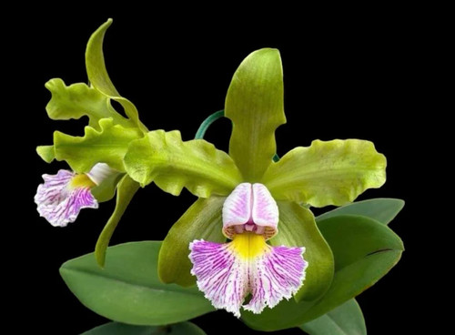 Cattleya schilleriana