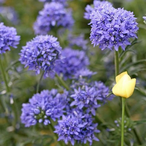 Globe gilia annual - globe, light