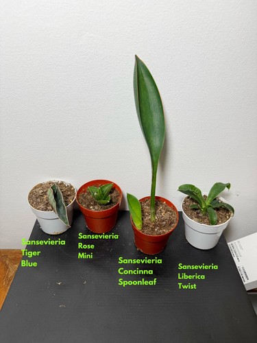Sansevieria air cleaning plant - sansevieria,