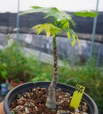 Adenia metamorpha Random Own