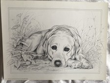 Pollyanna Pickering Labrador