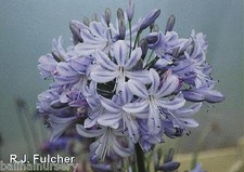 New Agapanthus Summer Days