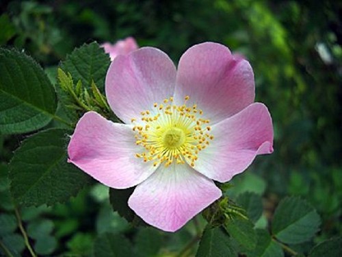 Wild dog rose rosa - wild{dog}rose*rosa, canina