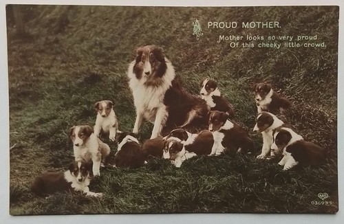Vintage postcard collie dog - vintage, of