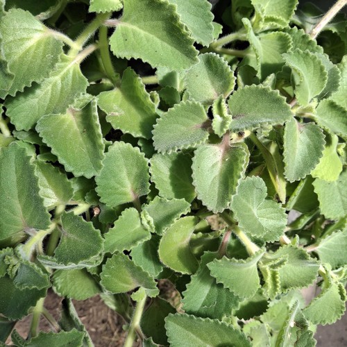 Cuban oregano cutting fresh - cuban,