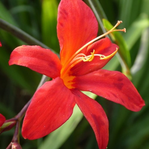 Crocosmia montbretia fairy - montbretia,