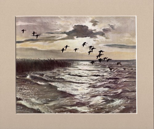 Peter scott wigeon alighting - peter, scott 