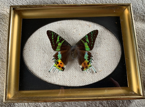 Real sunset moth urania - sunset,