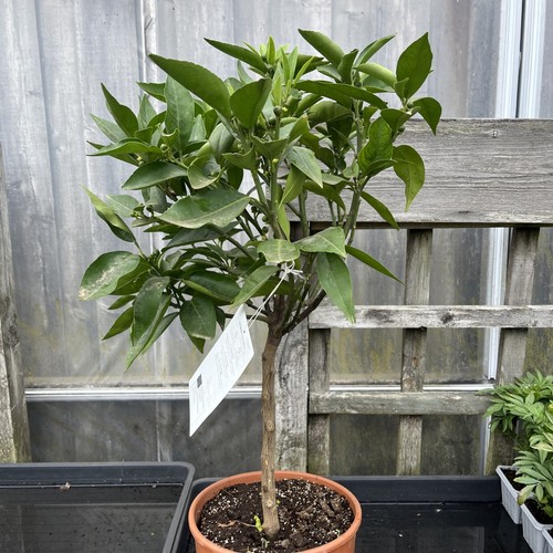 Citrus clementine sweet - -,