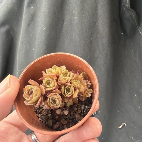 Aeonium matcha cake crested