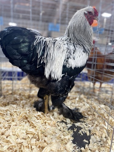 Dark brahma hatching eggs - brahma,