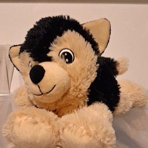 Black cream husky - cream,