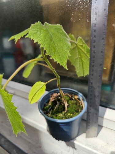 Paulownia tomentosa potted - paulownia,