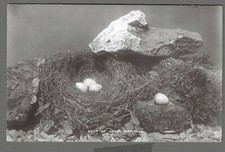 Vintage RP postcard Nest of