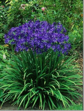 Agapanthus 'Big Blue' African