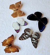  Butterfly Collection Set x5