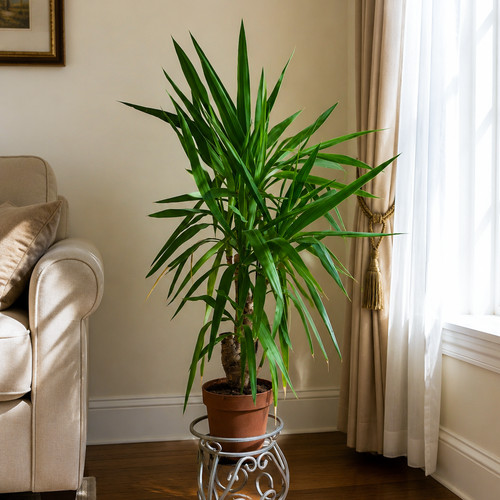 Years old yucca - 10,