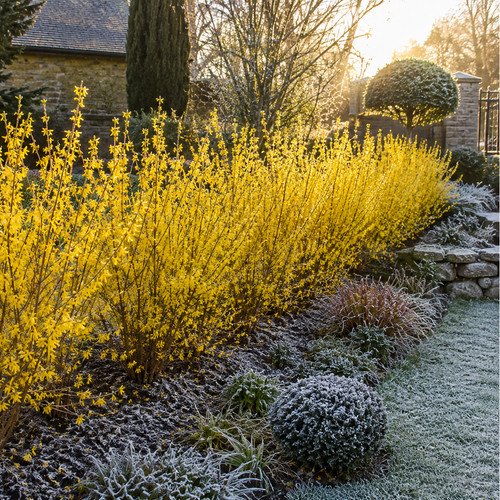 40cm forsythia intermedia - x,