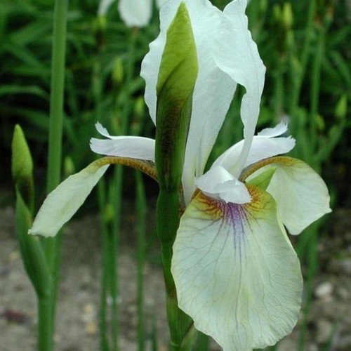 Siberian iris snow prince - siberian,
